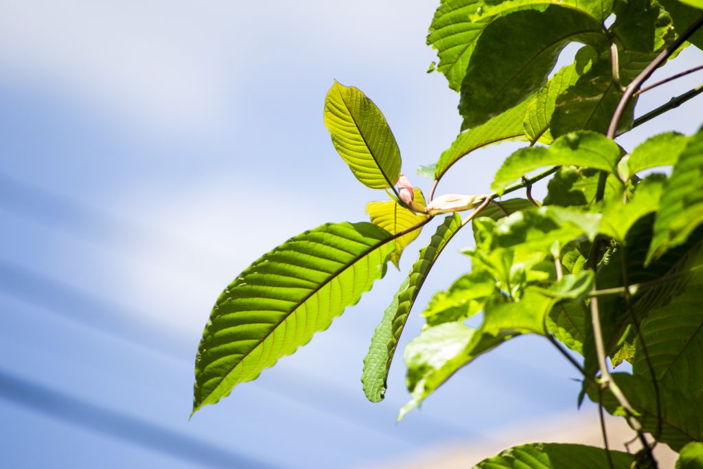 kratom tree growing