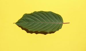 kratom leaf on yellow background